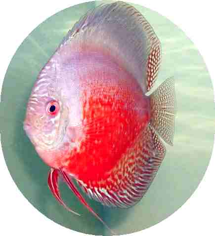 Red White Discus Fish - 3-3.5 inch